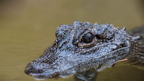 crocodilian san diego zoo animals plants