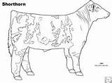 Angus Livestock Shorthorn sketch template