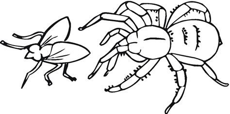spider coloring pages printable   spider coloring