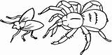 Spinne Insectos Ausmalbild Spiders Fliege Jagt Charlotte Spinnen Anansi Aranhas Coloringhome Ragno sketch template