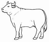 Toros Bueyes Vacas Buey Animales Chachipedia Ferma Animale sketch template