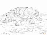 Coloring Turtle Snapping Pages Getcolorings Alligator sketch template