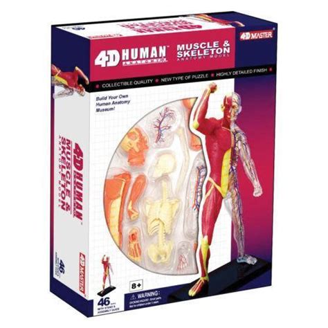 4d Human Toys And Hobbies Ebay