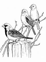 Sparrow Drawing Getdrawings Coloring Pages sketch template