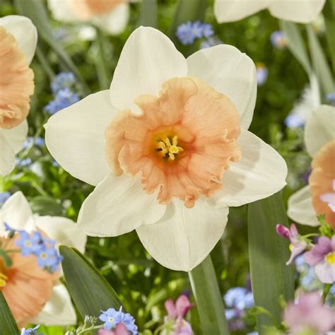 daffodil roseanna bulbs buy  boston bulbs