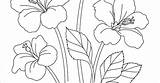Bunga Raya sketch template