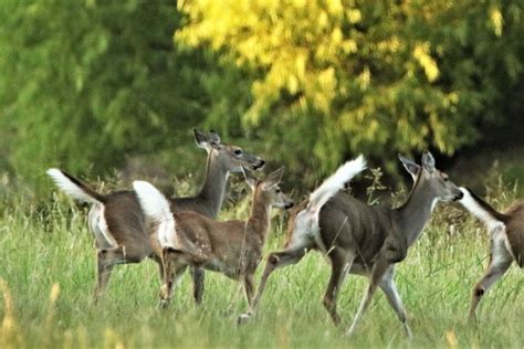 White Tailed Deer Life Span Population Behaviour And