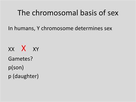 Ppt Chapter 15 Chromosomes Powerpoint Presentation Free Download