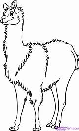 Llama Coloring Pages Lama Drawing Cute Cartoon Colouring Line Printable Color Template Print Getcolorings Clipartmag Paintingvalley sketch template
