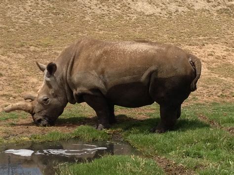 death    male northern white rhino international rhino foundation