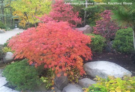 Plants For Fall Color Acer Japonicum Green Cascade Japanese