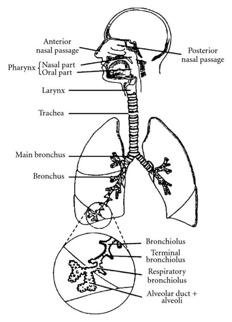 schematic   human respiratory system adapted