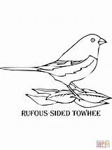 Towhee Coloring Sided Rufous Pages Goldfinch Drawing Eastern Bird American Public Getdrawings sketch template