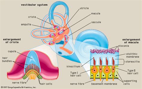 human nervous system vestibular sensory motor britannica