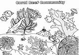 Coral Coloring Reef Pages Fish Community Kids Color sketch template