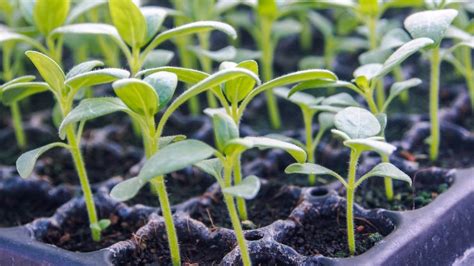 The Easiest Vegetables To Grow From Seeds Food Gardening Network