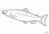 Fish Sockeye Atlantic Designlooter sketch template