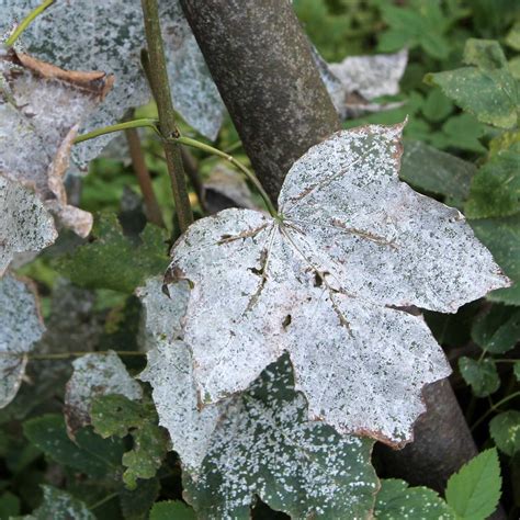 common plant diseases  family handyman