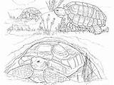 Tortoise Coloring Pages Desert Animals sketch template