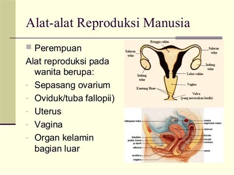 Gambar Sistem Reproduksi Manusia