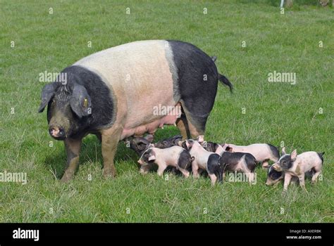 swabian hall pig sow  piglets stock photo alamy