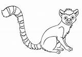 Lemur sketch template