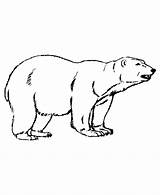 Polar Bear Coloring Pages Color Printable Kids Animals Animal Bears Drawing Outline Print Sheets Simple Bestcoloringpagesforkids Dog Getdrawings Activity Book sketch template