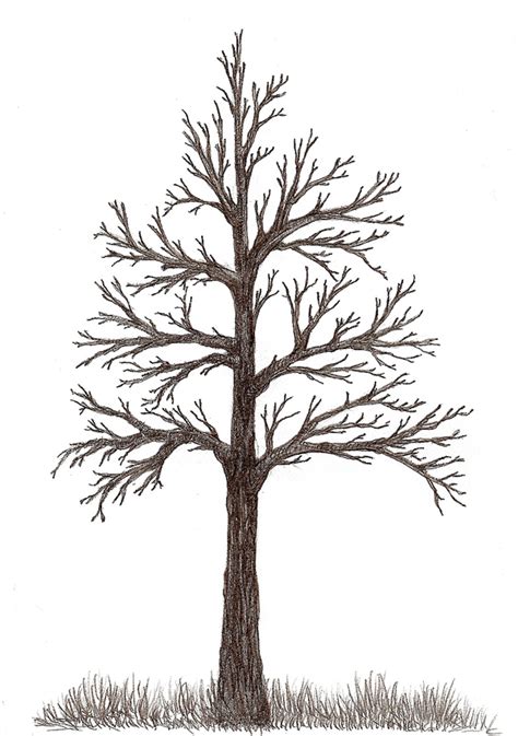 bella   draw  tree
