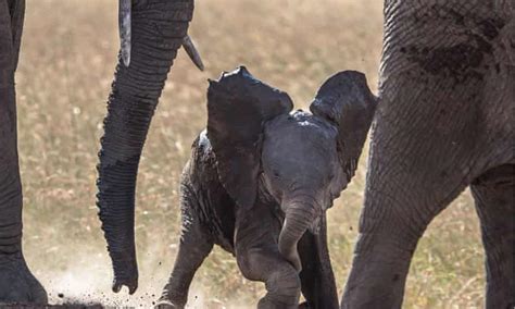 Share Your Encounters With Elephants Environment The