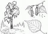Drzewo Brzoza Kolorowanka Druku Wydrukuj Malowankę sketch template