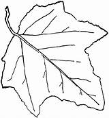 Poplar Leaf Clipart Aspen Leaves Outline Etc Genus Populus Cliparts Broad Simple Saw Hand Clipartbest Clipground Shape Egg Pointed Medium sketch template