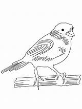 Coloring Canary Pages Birds Recommended sketch template