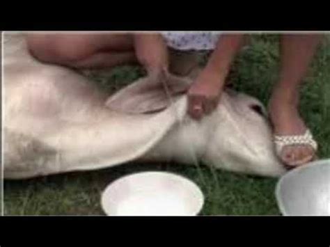 woman slaughter  goat  feet youtube