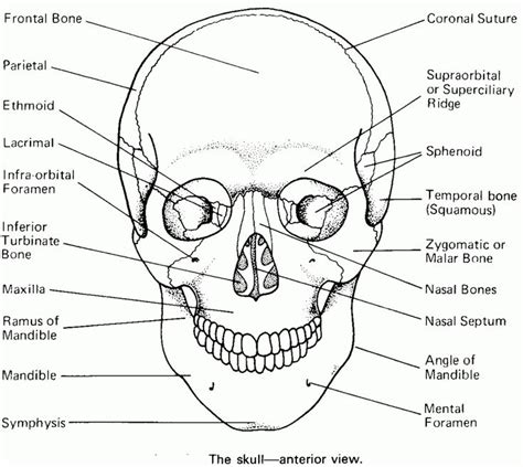 printable coloring pages skull anatomy skull coloring pages anatomy