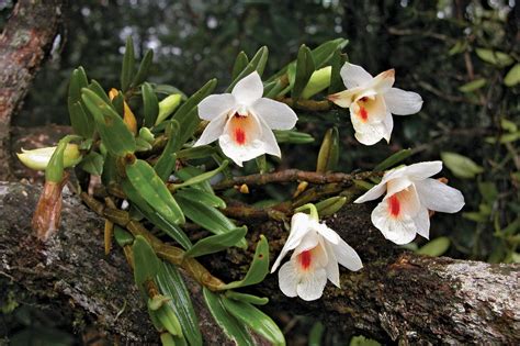 dendrobium orchid epiphyte monopodial britannica