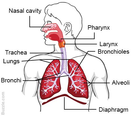 respiratory system  human body
