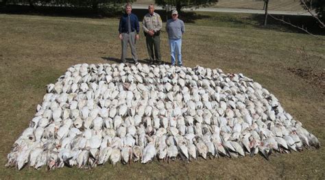 hunters fined 55 000 for killing 265 snow geese over the legal limit