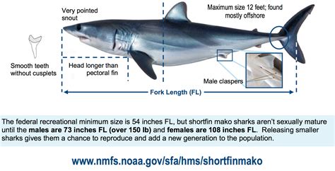 shortfin mako shark pier fishing  california