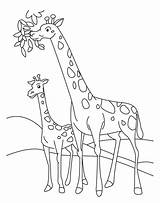 Giraffe Coloring Baby sketch template