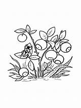 Coloring Pages Blueberry Blueberries Berries sketch template