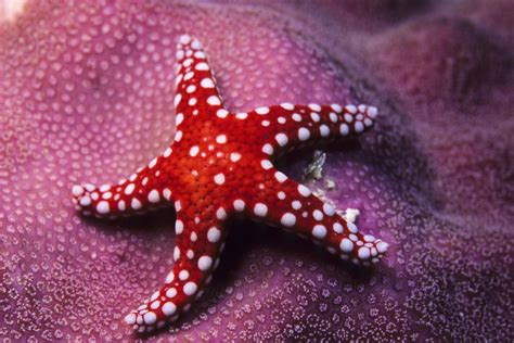 starfish   eyespots