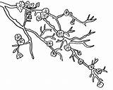 Bunga Mewarnai Galho Cerejeira Sketsa Colorir Blossoms Putih Indah Gambarcoloring Tudodesenhos Menawan Mudah Fantastis Digi Mewarna Kata Coloringhome sketch template