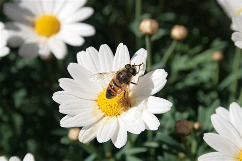 bee pollinating a flower photograph by robert hamm