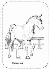 Cavalos Realistas Cavalo Realista Desenho sketch template
