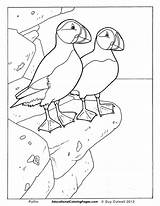 Puffin Birds Colouring Puffins Colouringpages Printable Jalbert Robyn Drawings sketch template