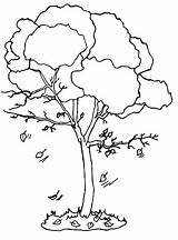 Tree Coloring Bare Drawing Trunk Line Elm Getdrawings Autumn Trees Paintingvalley Getcolorings sketch template
