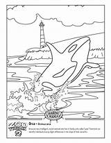 Orca Whale Killer Beluga Getcolorings Kleurplaten Designlooter sketch template