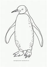 Penguin Coloring Pages Chinstrap Printable Adelie Color Club Getcolorings Kids Getdrawings Popular sketch template