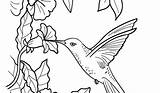 Hummingbird Template sketch template