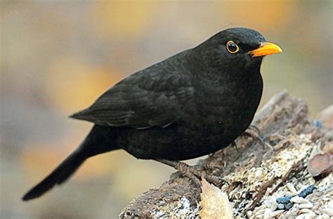 blackbird song   beatles   depth story   songs   beatles recording